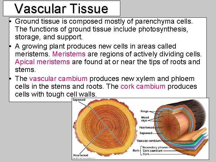 Vascular Tissue • Ground tissue is composed mostly of parenchyma cells. The functions of