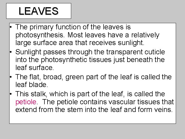 LEAVES • The primary function of the leaves is photosynthesis. Most leaves have a