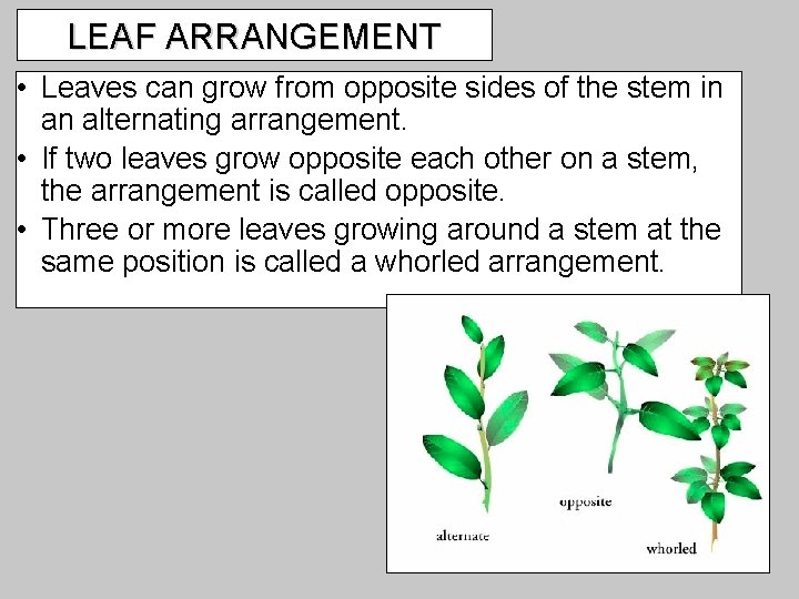 LEAF ARRANGEMENT • Leaves can grow from opposite sides of the stem in an