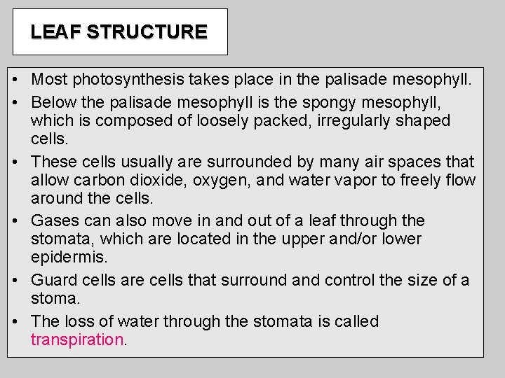 LEAF STRUCTURE • Most photosynthesis takes place in the palisade mesophyll. • Below the