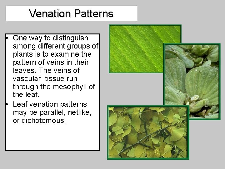 Venation Patterns • One way to distinguish among different groups of plants is to