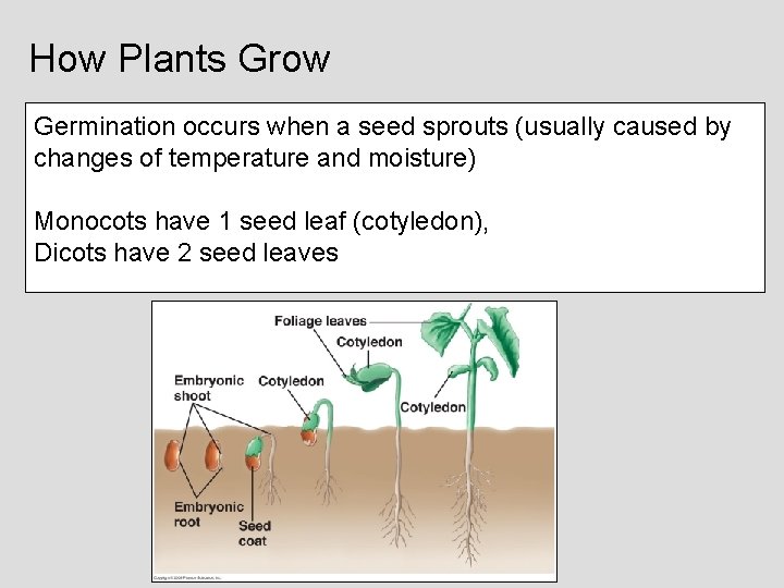 How Plants Grow Germination occurs when a seed sprouts (usually caused by changes of