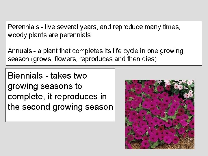 Perennials - live several years, and reproduce many times, woody plants are perennials Annuals