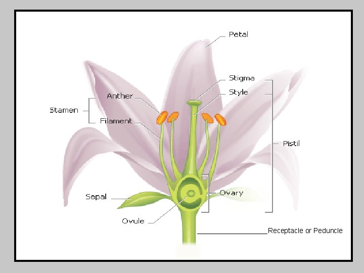 Receptacle or Peduncle 