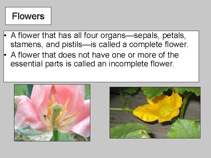 Flowers • A flower that has all four organs—sepals, petals, stamens, and pistils—is called