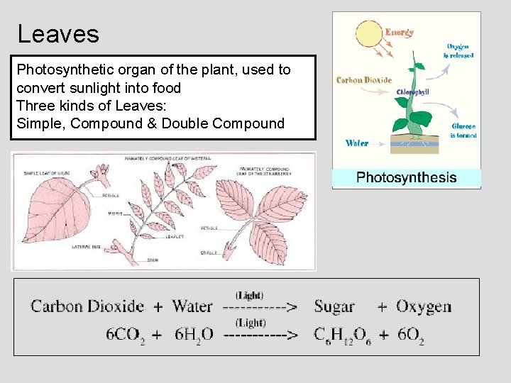 Leaves Photosynthetic organ of the plant, used to convert sunlight into food Three kinds