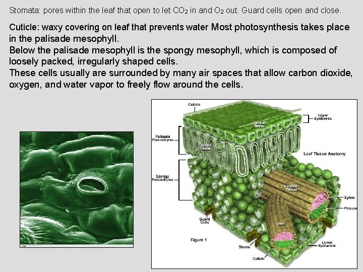 Stomata: pores within the leaf that open to let CO 2 in and O