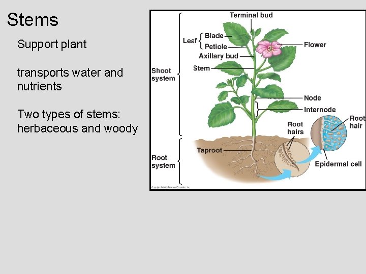 Stems Support plant transports water and nutrients Two types of stems: herbaceous and woody