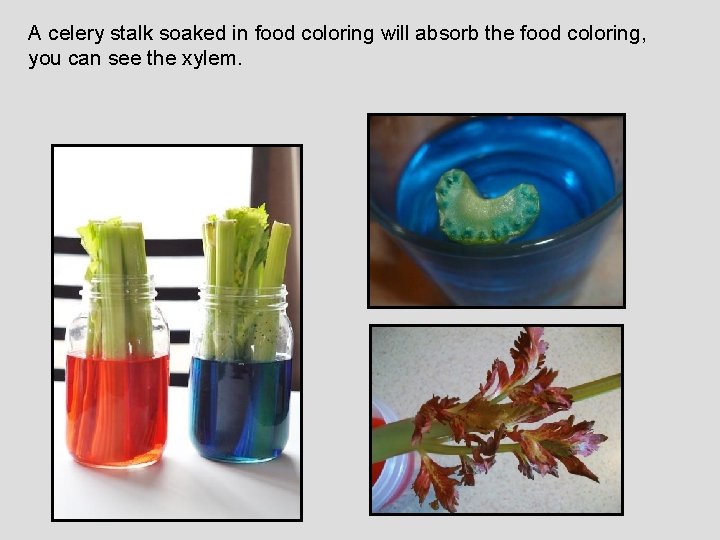 A celery stalk soaked in food coloring will absorb the food coloring, you can