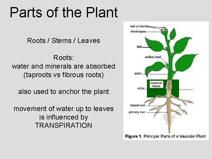 Parts of the Plant Roots / Stems / Leaves Roots: water and minerals are