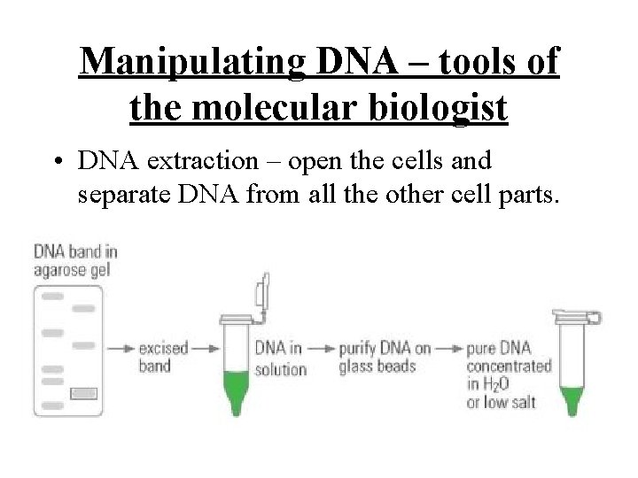 Manipulating DNA – tools of the molecular biologist • DNA extraction – open the