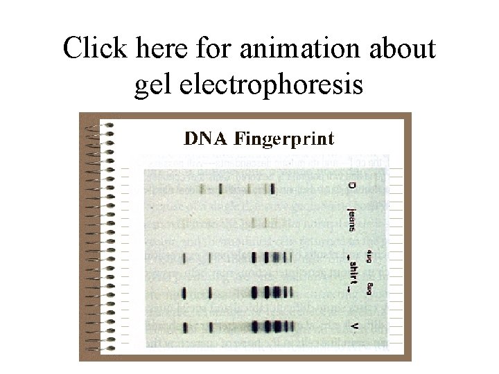 Click here for animation about gel electrophoresis 