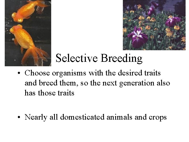 Selective Breeding • Choose organisms with the desired traits and breed them, so the