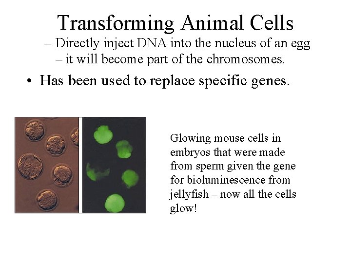 Transforming Animal Cells – Directly inject DNA into the nucleus of an egg –