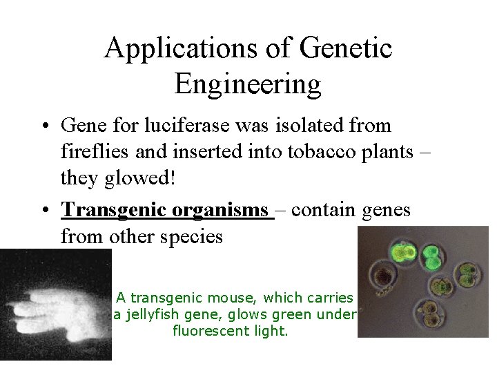 Applications of Genetic Engineering • Gene for luciferase was isolated from fireflies and inserted