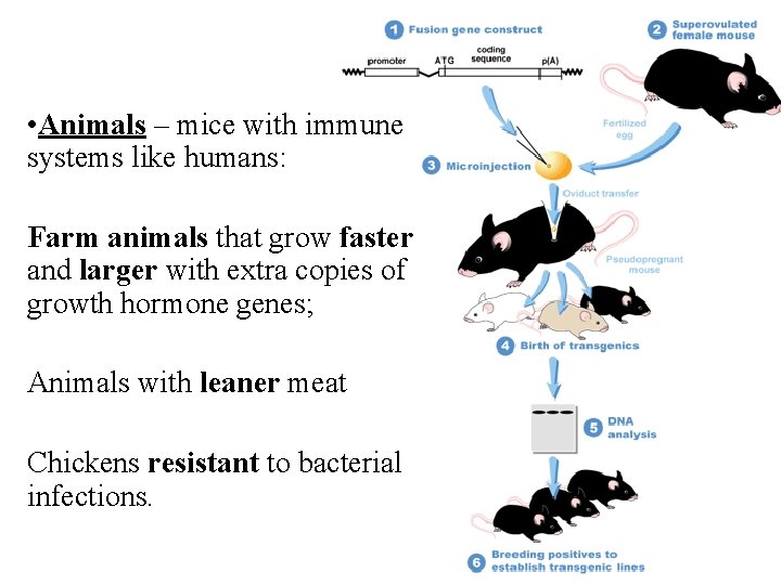  • Animals – mice with immune systems like humans: Farm animals that grow