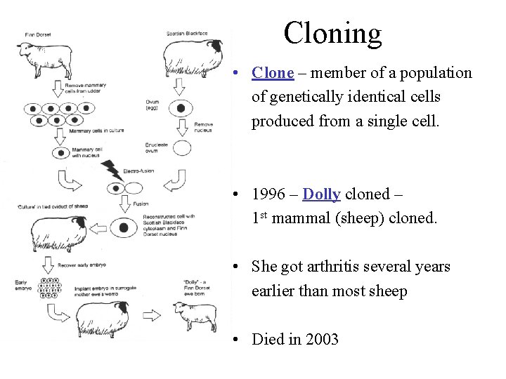 Cloning • Clone – member of a population of genetically identical cells produced from