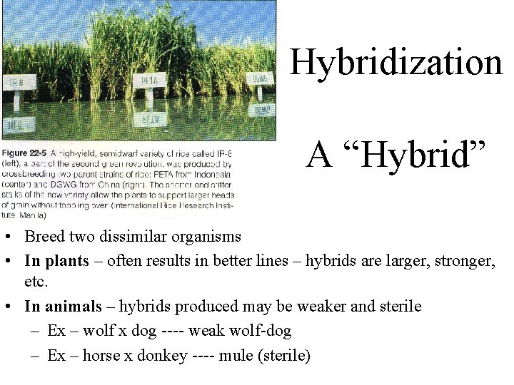  Hybridization A “Hybrid” • Breed two dissimilar organisms • In plants – often