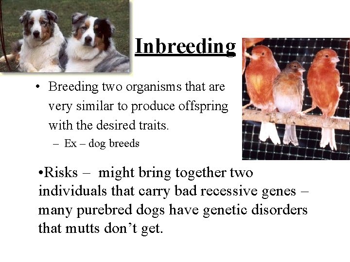  Inbreeding • Breeding two organisms that are very similar to produce offspring with