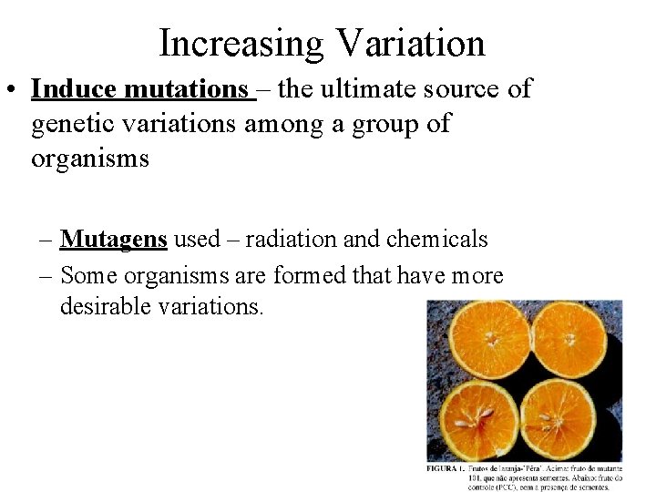 Increasing Variation • Induce mutations – the ultimate source of genetic variations among a