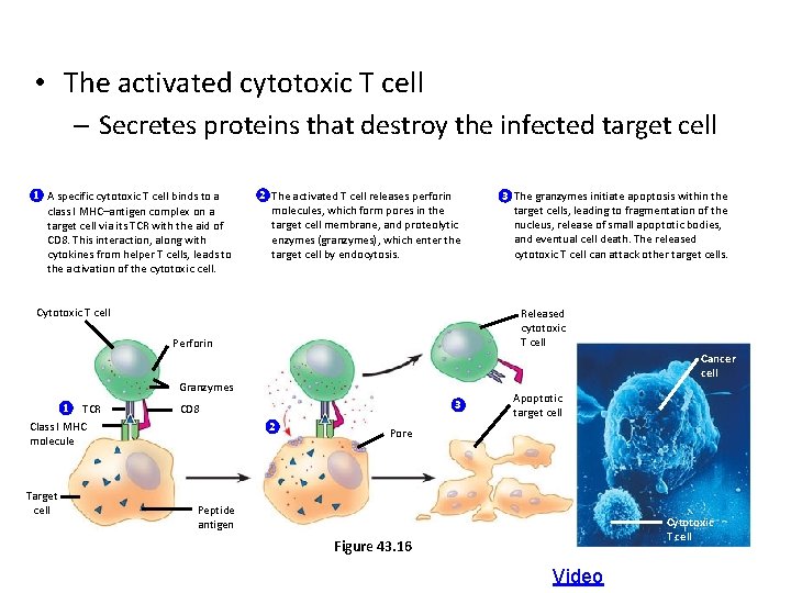  • The activated cytotoxic T cell – Secretes proteins that destroy the infected