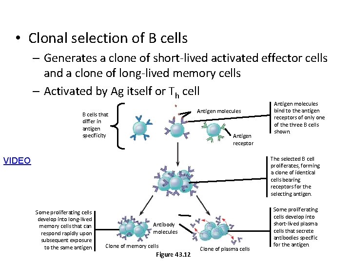  • Clonal selection of B cells – Generates a clone of short-lived activated