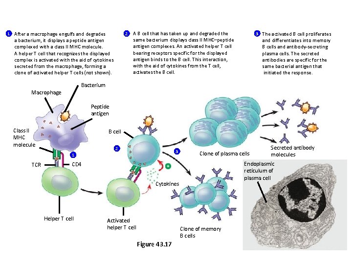 1 After a macrophage engulfs and degrades 2 a bacterium, it displays a peptide