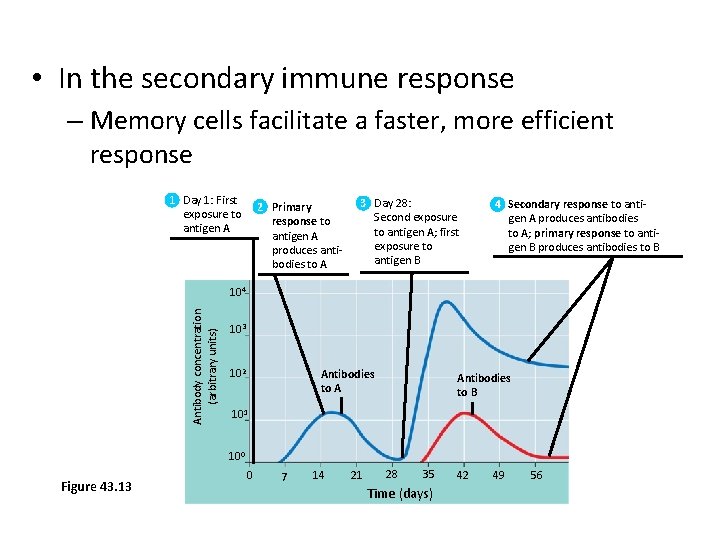 • In the secondary immune response – Memory cells facilitate a faster, more
