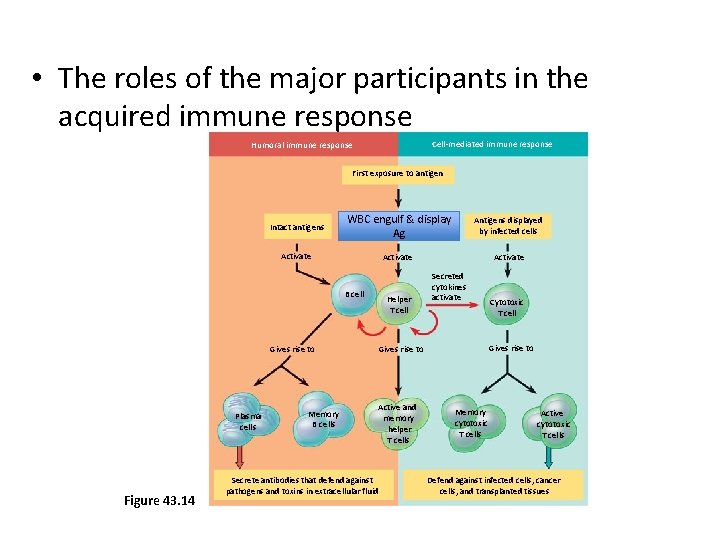  • The roles of the major participants in the acquired immune response Cell-mediated