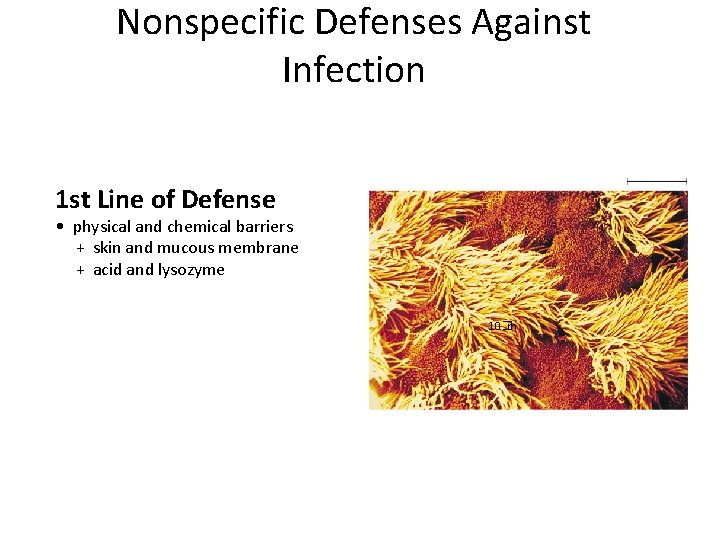 Nonspecific Defenses Against Infection 1 st Line of Defense • physical and chemical barriers