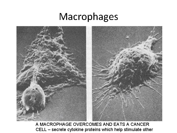 Macrophages A MACROPHAGE OVERCOMES AND EATS A CANCER CELL – secrete cytokine proteins which