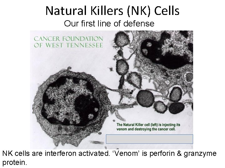 Natural Killers (NK) Cells Our first line of defense NK cells are interferon activated.