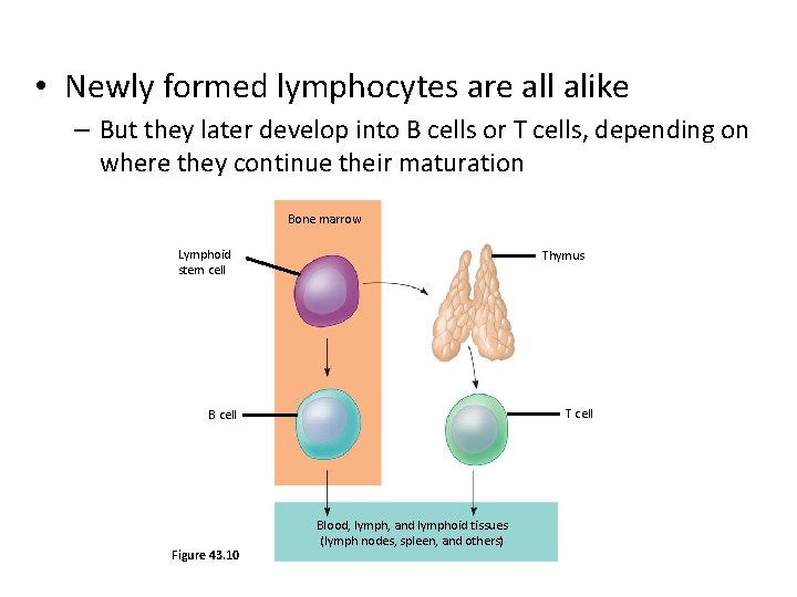  • Newly formed lymphocytes are all alike – But they later develop into