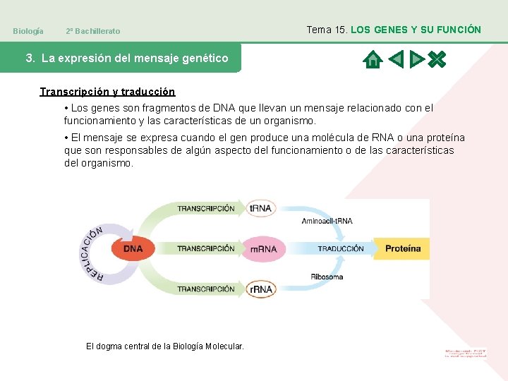 Biología 2º Bachillerato Tema 15. LOS GENES Y SU FUNCIÓN 3. La expresión del