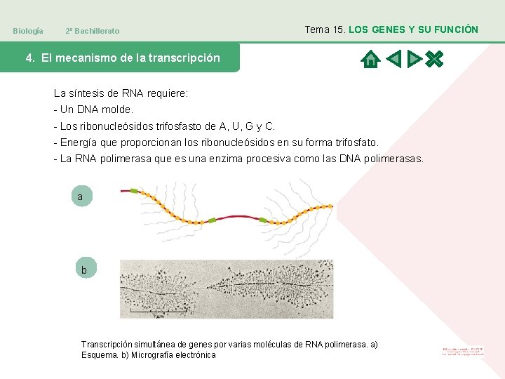 Biología 2º Bachillerato Tema 15. LOS GENES Y SU FUNCIÓN 4. El mecanismo de