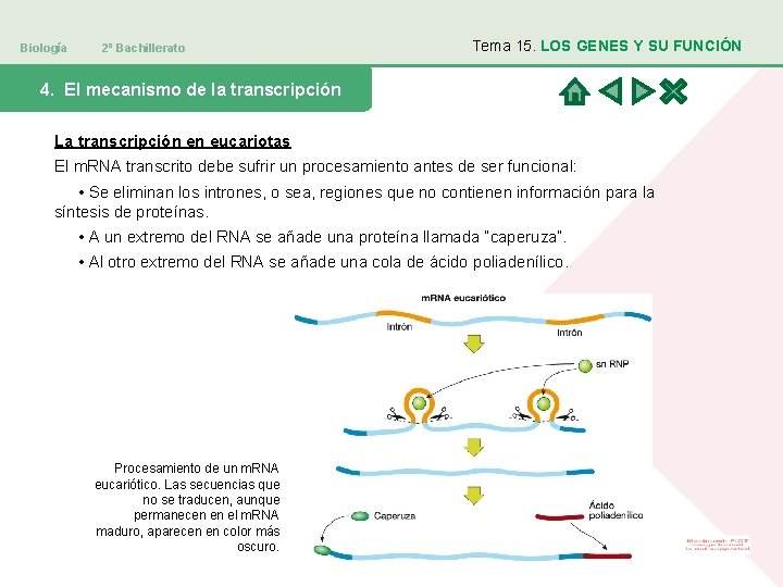 Biología 2º Bachillerato Tema 15. LOS GENES Y SU FUNCIÓN 4. El mecanismo de