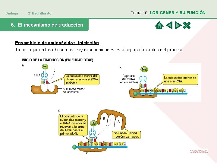 Biología 2º Bachillerato Tema 15. LOS GENES Y SU FUNCIÓN 5. El mecanismo de