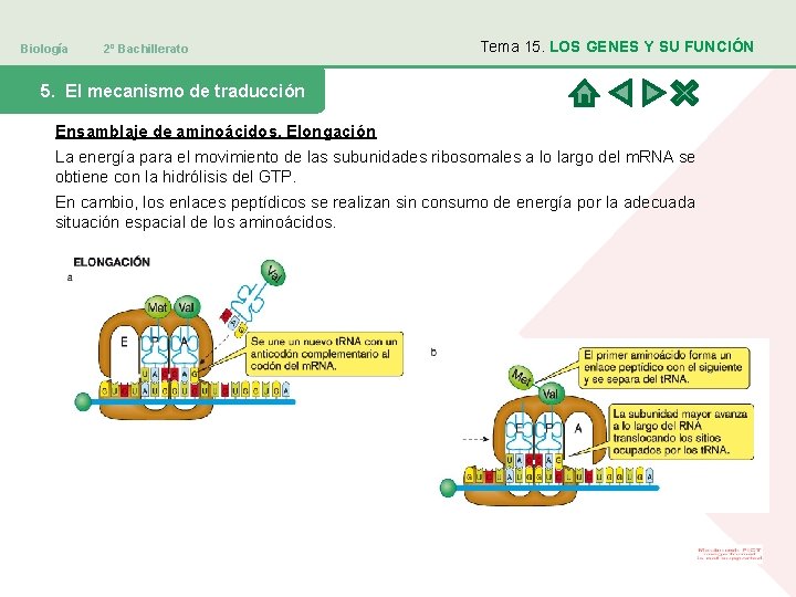 Biología 2º Bachillerato Tema 15. LOS GENES Y SU FUNCIÓN 5. El mecanismo de