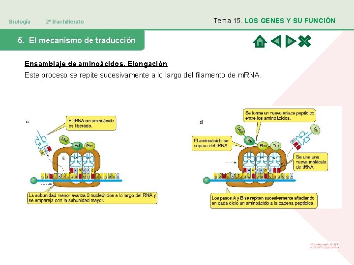 Biología 2º Bachillerato Tema 15. LOS GENES Y SU FUNCIÓN 5. El mecanismo de