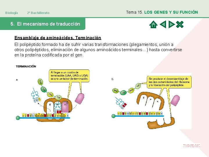 Biología 2º Bachillerato Tema 15. LOS GENES Y SU FUNCIÓN 5. El mecanismo de