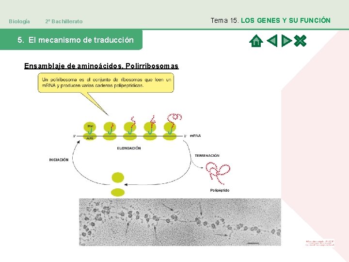 Biología 2º Bachillerato 5. El mecanismo de traducción Ensamblaje de aminoácidos. Polirribosomas Tema 15.
