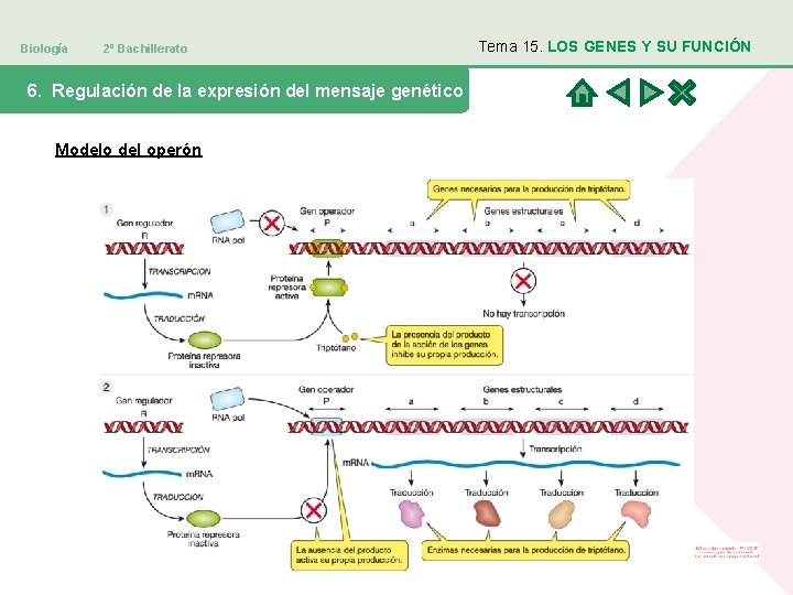Biología 2º Bachillerato 6. Regulación de la expresión del mensaje genético Modelo del operón