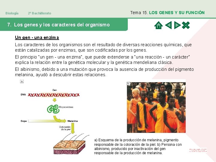 Biología Tema 15. LOS GENES Y SU FUNCIÓN 2º Bachillerato 7. Los genes y