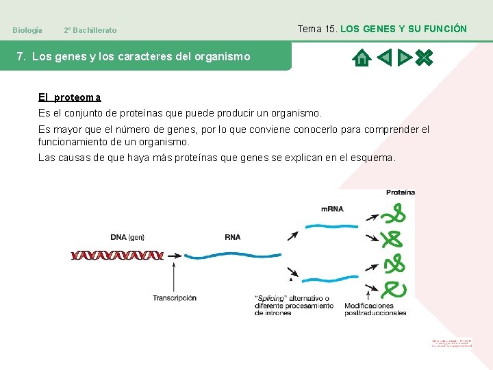 Biología 2º Bachillerato Tema 15. LOS GENES Y SU FUNCIÓN 7. Los genes y