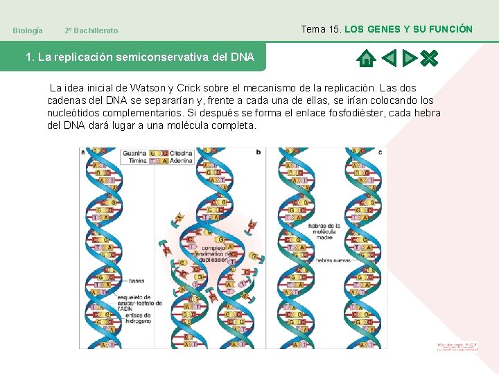 Biología 2º Bachillerato Tema 15. LOS GENES Y SU FUNCIÓN 1. La replicación semiconservativa