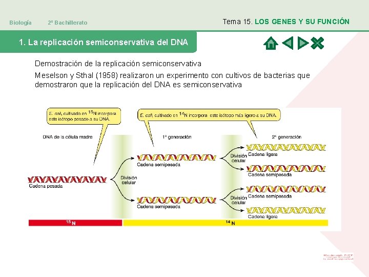 Biología 2º Bachillerato Tema 15. LOS GENES Y SU FUNCIÓN 1. La replicación semiconservativa