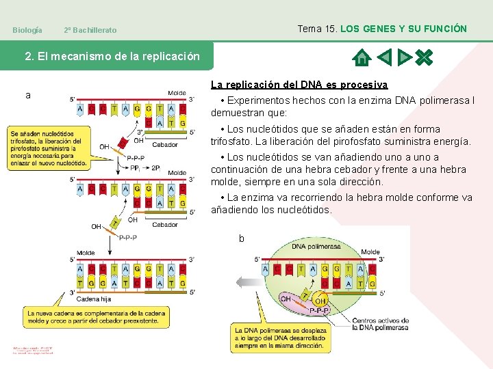 Biología Tema 15. LOS GENES Y SU FUNCIÓN 2º Bachillerato 2. El mecanismo de