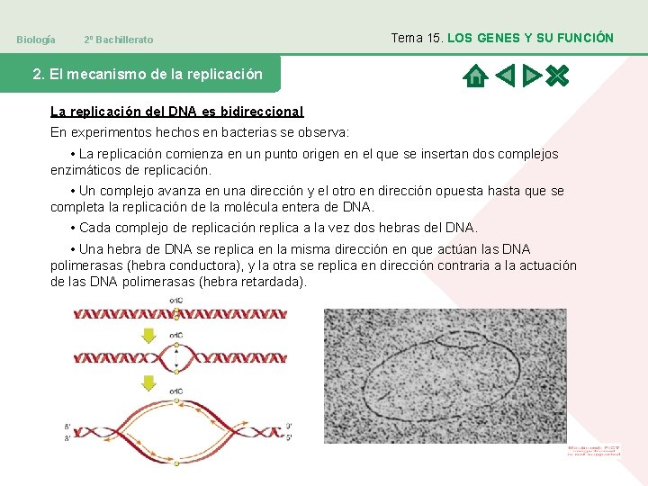 Biología 2º Bachillerato Tema 15. LOS GENES Y SU FUNCIÓN 2. El mecanismo de