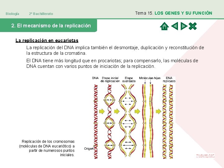 Biología 2º Bachillerato Tema 15. LOS GENES Y SU FUNCIÓN 2. El mecanismo de