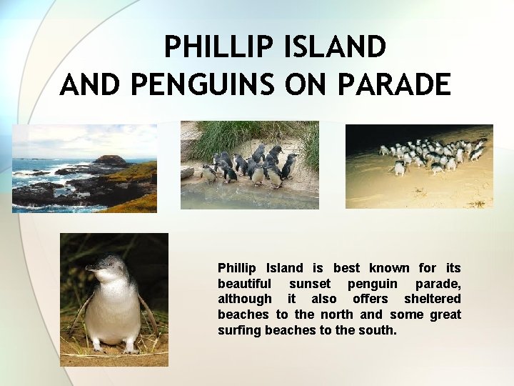 PHILLIP ISLAND PENGUINS ON PARADE Phillip Island is best known for its beautiful sunset